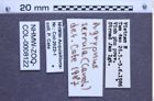 Etiketten zu Agrypnus serrula (NHMW-ZOO-COL-0008122)